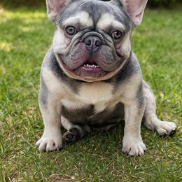 Fiji - French Bulldog