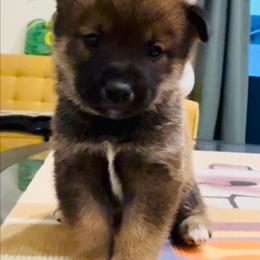 Boy 2 - Sesame male Shiba Inu puppy in Wildomar, California from Almond & Sesame