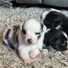 BMM - Blue merle male Toy Australian Shepherd puppy in Lexington, Nebraska from Osborne's Aussies