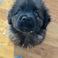 Dilute Retriever, French Bulldog, Labrador Retriever, and Leonberger Puppies from QVR Labradors and Leonbergers