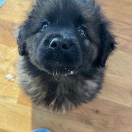 Dilute Retriever, French Bulldog, Labrador Retriever, and Leonberger Puppies from QVR Labradors and Leonbergers