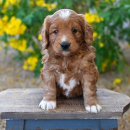 Bernedoodle and Goldendoodle Puppies from Sun Valley Goldendoodles