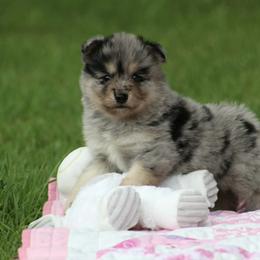 Pomsky Puppies from Susan Warnock