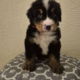 Gary - Black rust and white male Bernese Mountain Dog puppy in Argyle, Iowa from Sugar Creek Kennels