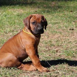 Mr. Yellow - Rd whtn blk nose male Rhodesian Ridgeback puppy in Broussard, Louisiana from Karamojo Ridgebacks,  Quality over Quantity