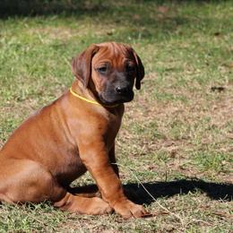 Mr. Yellow - Rd whtn blk nose male Rhodesian Ridgeback puppy in Broussard, Louisiana from Karamojo Ridgebacks,  Quality over Quantity
