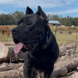 Diesel - Cane Corso