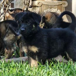 Finn - BT Male 1 - Black and tan male German Shepherd puppy in Conroe, Texas from Aus der Asche German Shepherds