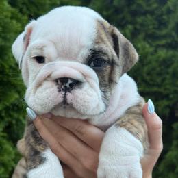 Cruz - Brindle male Bulldog puppy in Murfreesboro, Tennessee from Teddy Bear Classic Canines