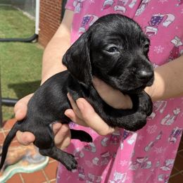 Bentley - Black male Dachshund puppy in Mocksville, North Carolina from The Dachs of Hazzard Dachshunds