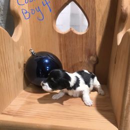 Cosmo - Parti male Miniature Schnauzer puppy in Charleston, South Carolina from The Miniature Life