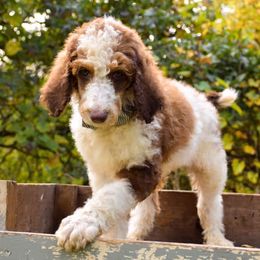 Poodles from Homestead Standard Poodlew