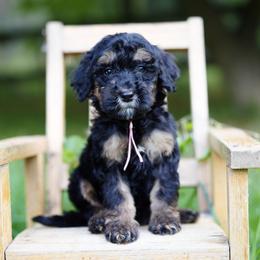 Pink collar - Phantom female Bernedoodle puppy in Spokane, Washington from Doodle Love