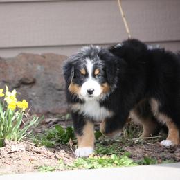 Australian Shepherd Puppies from Flying L Aussies