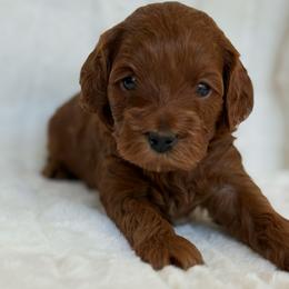 Rose (15 lbs full grown) - Red  female Goldendoodle puppy in Phelan, California from High Desert Doodles - the original