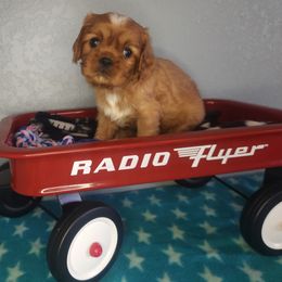 Zoe - Ruby female Cavalier King Charles Spaniel puppy in Marshfield, Missouri from Clearview Kennels