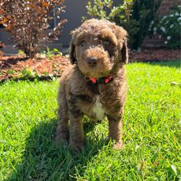Rose - Merle female Goldendoodle puppy in Ponchatoula, Louisiana from Real Life Furrytales