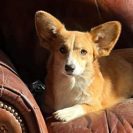 Pembroke Welsh Corgi Puppies from The King’s Corgis