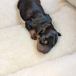 Boy 1 - Black male Schnoodle puppy in Holmesville, Ohio from Pawsome Puppies