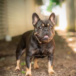 Ruby - French Bulldog