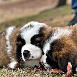 Saint Bernard Puppies from Southern Saints