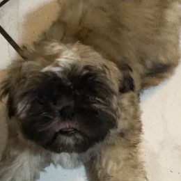 Shih Tzu Puppies from Shih-tzu Dynasty