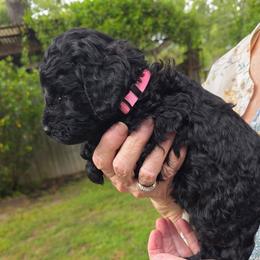 Francesca - Black female Poodle puppy in Hartselle, Alabama from Phare Poodles