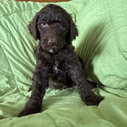 1. TEDDY:CYPRESS - ORANGE COLLAR BOY - Chocolate male Goldendoodle puppy in Charlo, Montana from Heavenly Hilltop Farm