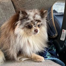 Pomeranian Puppies from Sheree’s Pomeranians