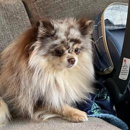 Pomeranian Puppies from Sheree’s Pomeranians
