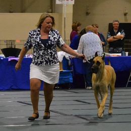 Great Danes from Robin's Great Danes