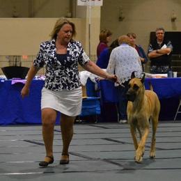 Great Danes from Robin's Great Danes