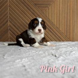 Pink girl - Tri-color female Bernedoodle puppy in Modesto, California from Two Doods Doodles