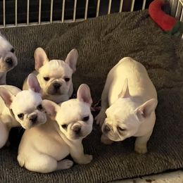 French Bulldog puppies from Steeprocks Bullys