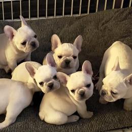 French Bulldog puppies from Steeprocks Bullys