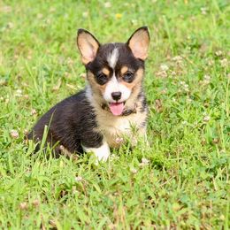 Girl 5 - Black and tan female Pembroke Welsh Corgi puppy in Ocala, Florida from Dolan Farms Corgis