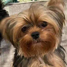 Justice - Yorkshire Terrier