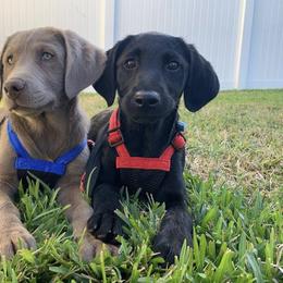 Dilute Retriever and Labrador Retriever Puppies from Longleaf Labradors