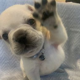 French Bulldogs from DZ Frenchies