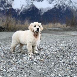 Golden Retriever, Newfoundland, and Shetland Sheepdog Puppies from Galaxies