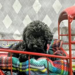 Divine - Black female Poodle puppy in Neosho, Missouri from Star Light Pups