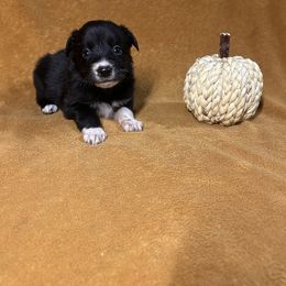 Black and white girl 2 - Black & white female Australian Shepherd puppy in Clinton, Tennessee from Liza’s Aussies & Poms