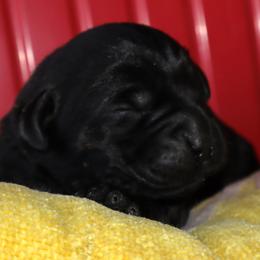 Phoenix - Black female Labrador Retriever puppy in Camden, Indiana from Prebleridge Acres