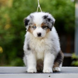 Australian Shepherd and Miniature American Shepherd Puppies from Bright Heart Aussies & Miniature American Shepherds