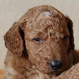Stormy - Red collar - Red  male Goldendoodle puppy in Puyallup, Washington from Dawnie’s Doodles