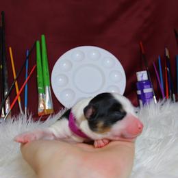 Australian Shepherd Puppies from Cooper Ridge Aussies