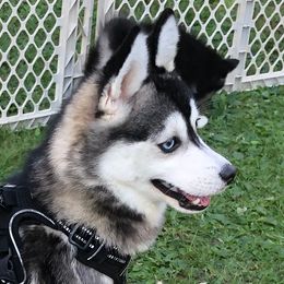 Sawyer - Pomsky