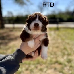 Fluorite - Red tri-color male Australian Shepherd puppy in Augusta, Georgia from Incendia Aussies & Dobies
