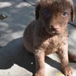 Nahiri - Brown female Chesapeake Bay Retriever puppy in Soap Lake, Washington from Desert Oasis Kennels