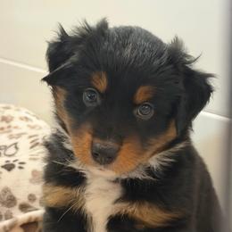 Espresso - Black tri male Miniature Australian Shepherd puppy in Apache Junction, Arizona from Circle T Mini Aussies